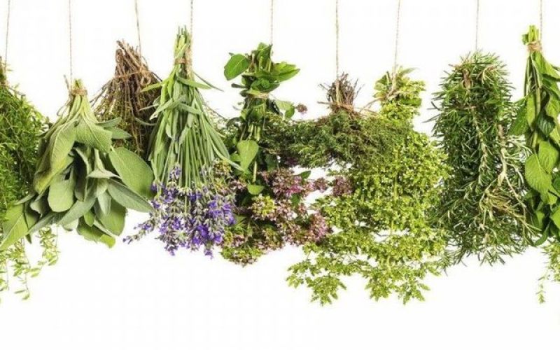 The historical roots of herbs and their value today