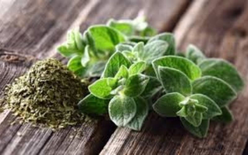 Oregano essential oil: Make a natural antibiotic
