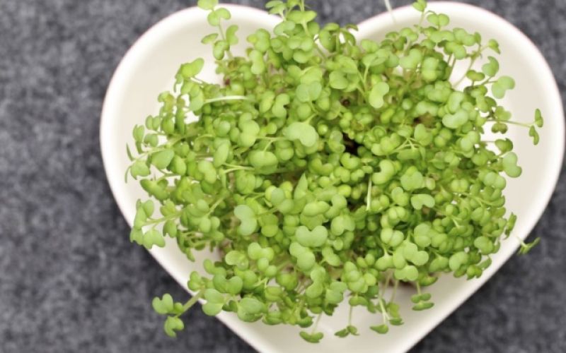 Sprouts - a significant source of proteins, vitamins and energy