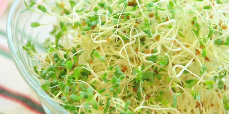 Φύτρες: Μια homemade υπερτροφή Φύτρες: Μια homemade υπερτροφή